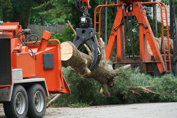 Best Hedge Trimming  in Oak Hills, PA